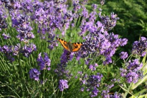 Lavender Flowers & Butterfly